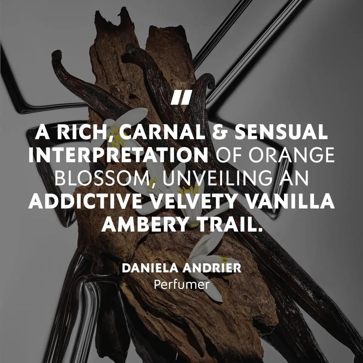 A quote graphic for a perfume listing by Daniela Andrier Perfumer, featuring a dark brown vanilla bean and orange blossom branch arrangement on a gray background with white text.